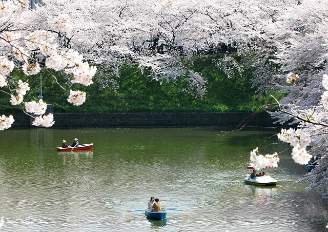 chidori-is-the-cherry-blossoms-177243_640